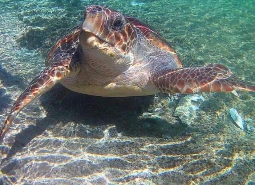 فندق Elafonisos Elaion المظهر الخارجي الصورة